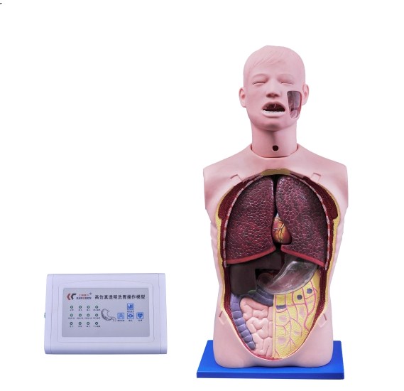 多功能透明洗胃训练模型