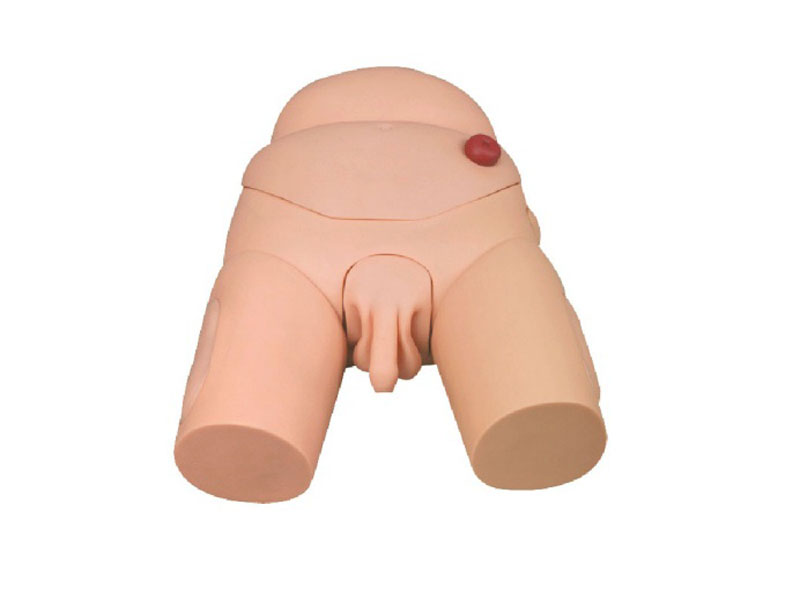 高级男性导尿模型
