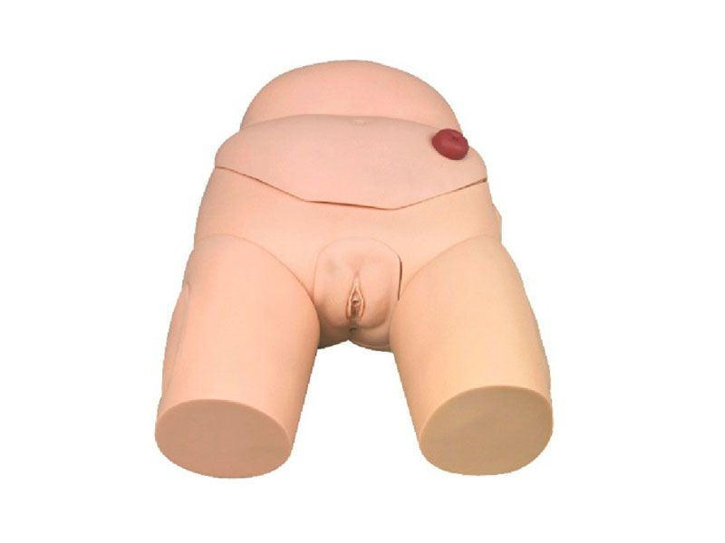 高级女性导尿模型